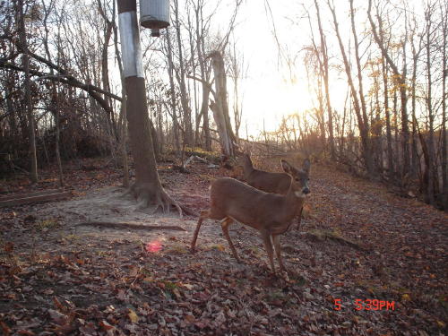 whitetail buck and doe whitetail buck and doe